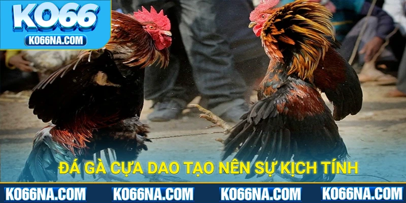 Đá gà cựa dao tạo nên sự kịch tính trong từng khoảnh khắc