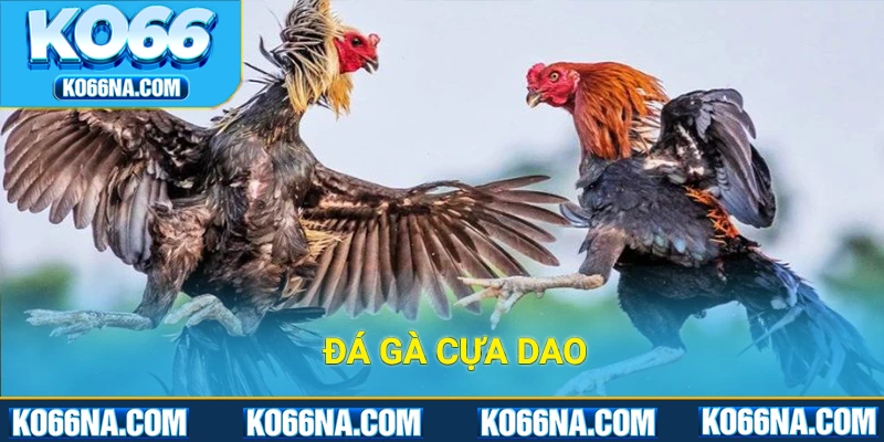 Đá gà cựa dao