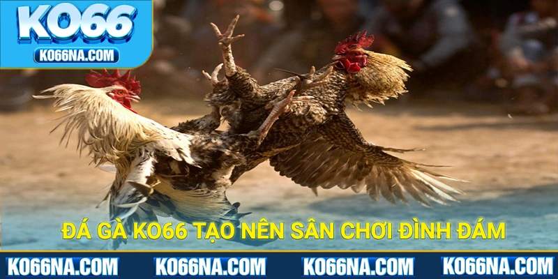 Đá gà KO66 tạo nên sân chơi đình đám, chất lượng 