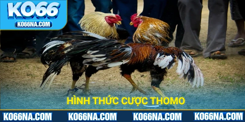 Hình thức cược Thomo hoạt động với quy mô rộng khắp