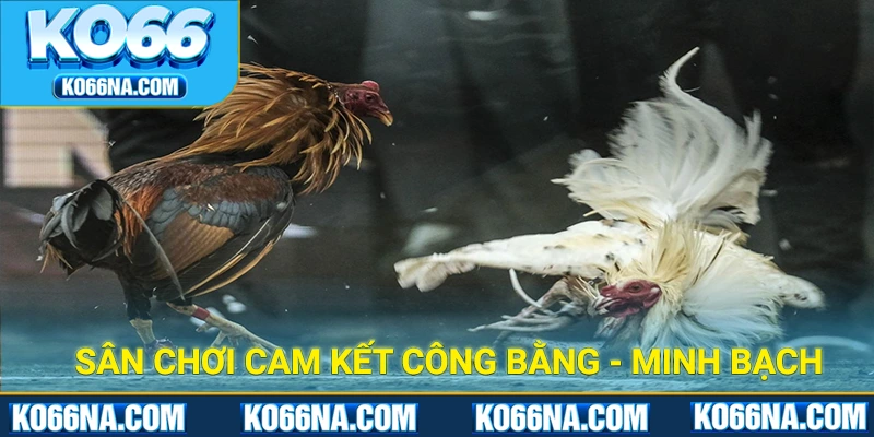 Sân chơi cam kết tính công bằng, minh bạch trong từng kết quả 